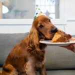 Bizcocho para perros