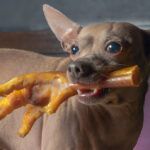Patas de pollo deshidratadas para perros