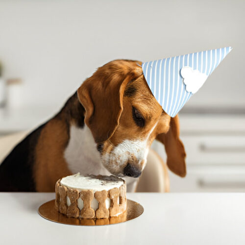 Tarta De Cumpleaños Para Perros PetLove – Sin Azúcar Ni Sal, Hecha A Mano En Italia, 220g, Incluye Vela