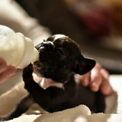 Leche casera para cachorros